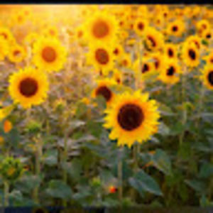 Meet your Posher, Ali